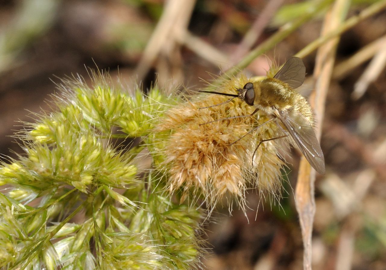 Systoechus cf. ctenopterus ♂ (Bombyliidae)